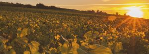 champagne-leroy-meirhaeghe-maison-leroy-meirhaeghe-notre-terroir