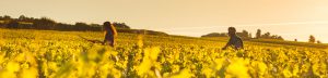 champagne-leroy-meirhaeghe-notre-philosophie-parallax