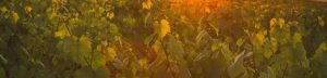 champagne-leroy-meirhaeghe-notre-terroir-parallax