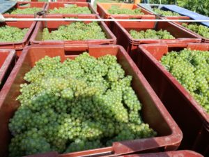 vendanges2017-champagne-montgueux-leroy-meirhaeghe