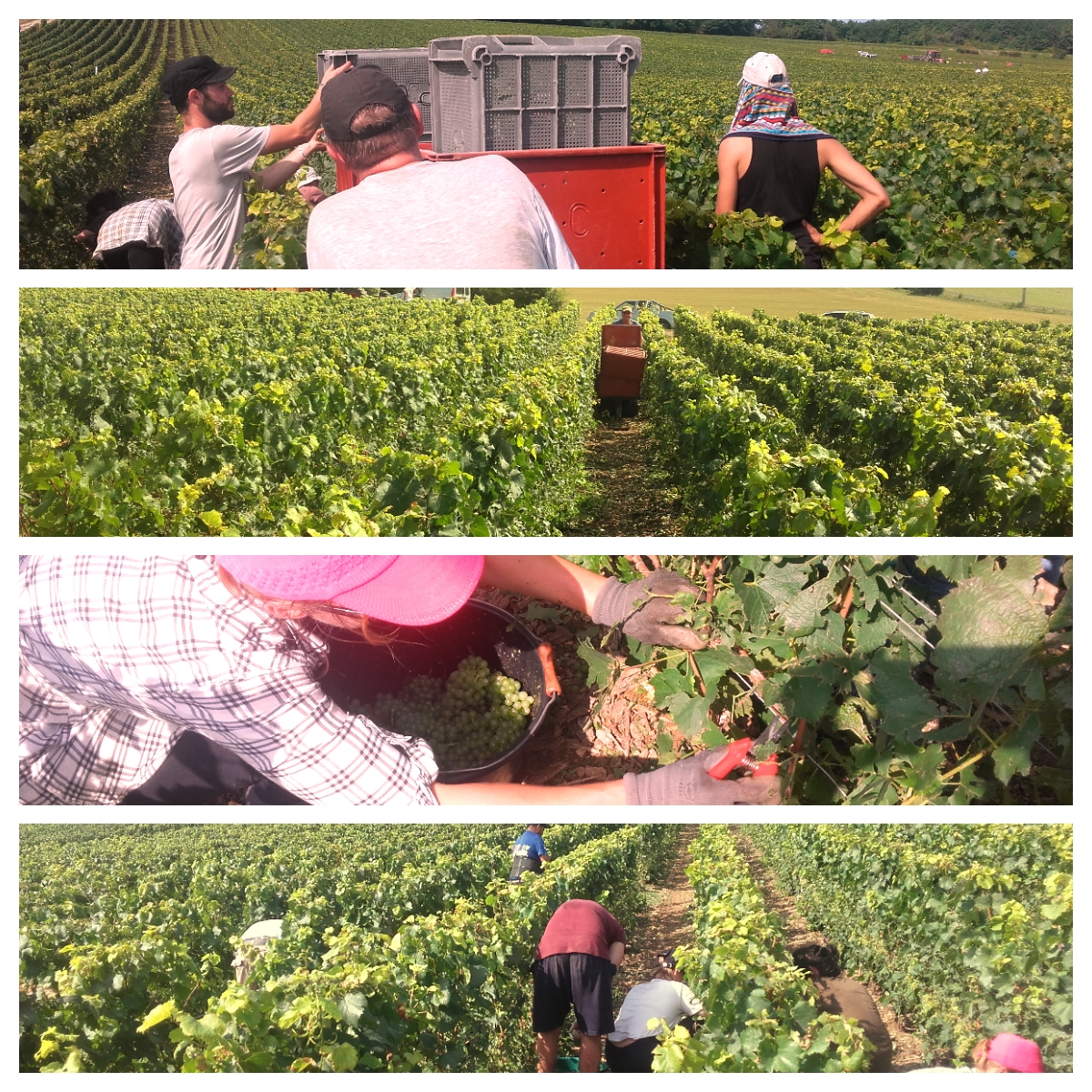 vendanges-leroy-champagne-montgueux