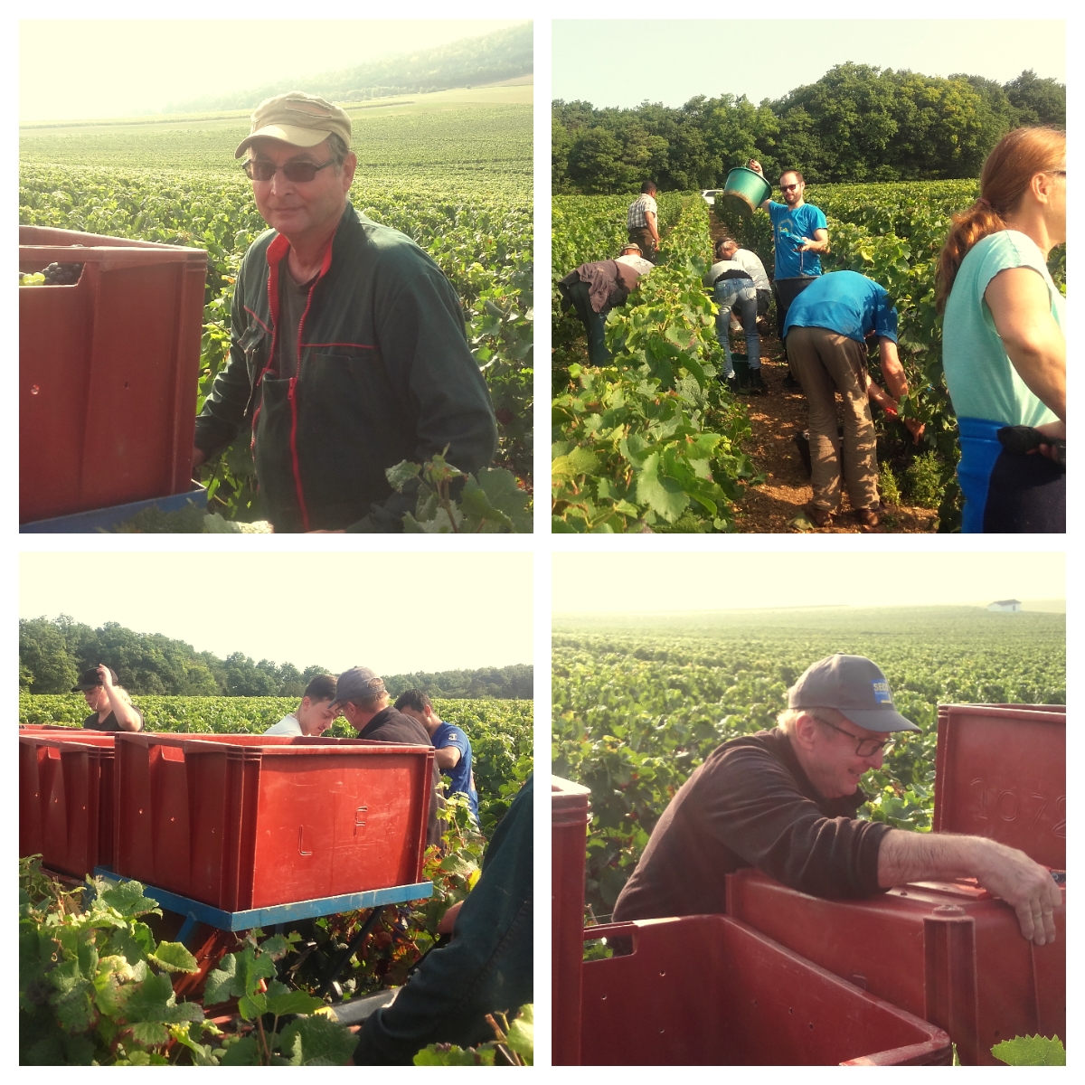 vendanges2017leroychampagne